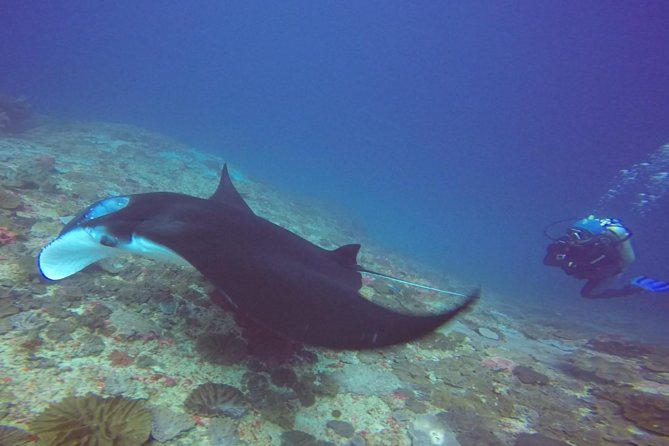Snorkelling in Nusa Penida - Manta Point - Inclusions and Amenities