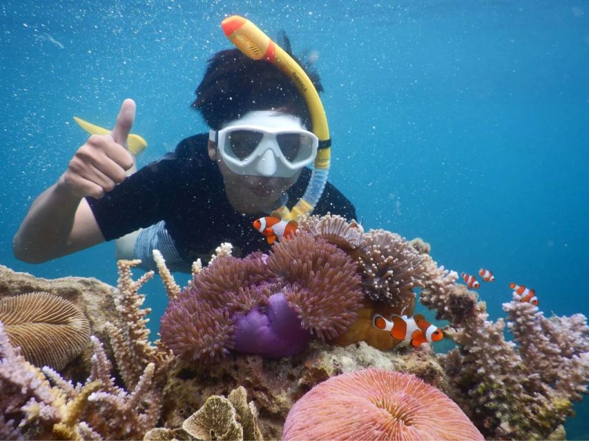 Snorkelling & Islandhopping Tour Karimunjawa (Sharing Tour) - Key Points