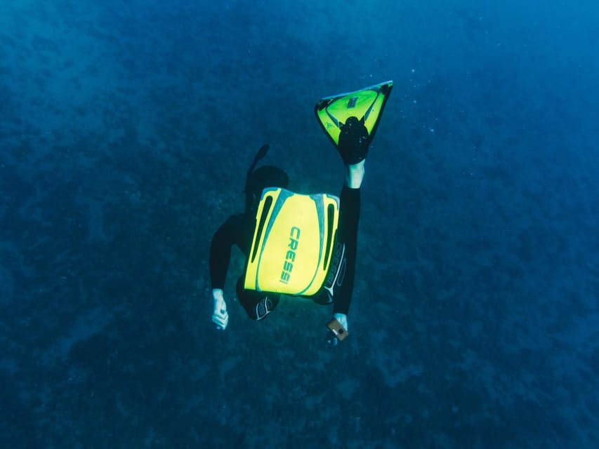 Snorkelling & Marine Biology Experience in the Cinque Terre - Overview and Pricing