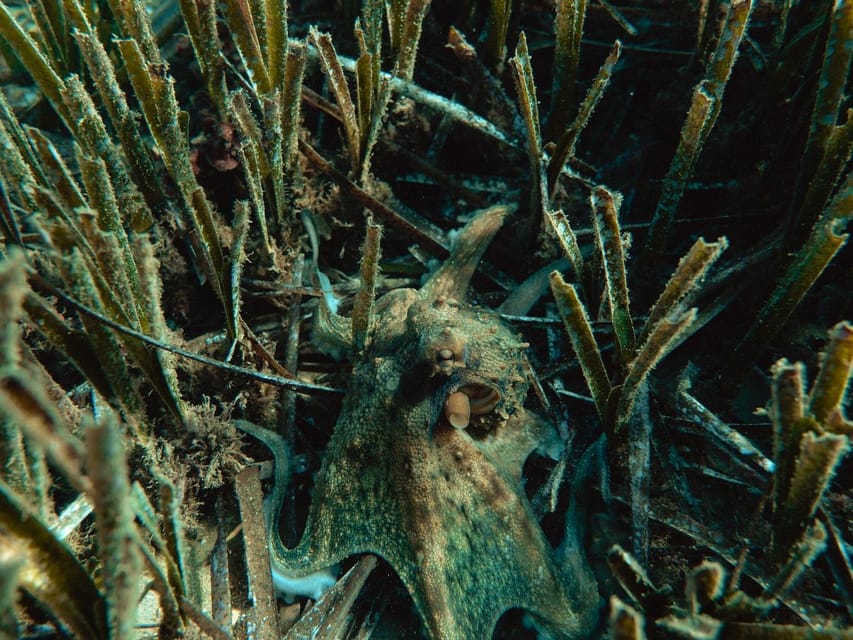 Snorkelling & Marine Biology Experience in the Cinque Terre - About the Cinque Terre Marine Protected Area