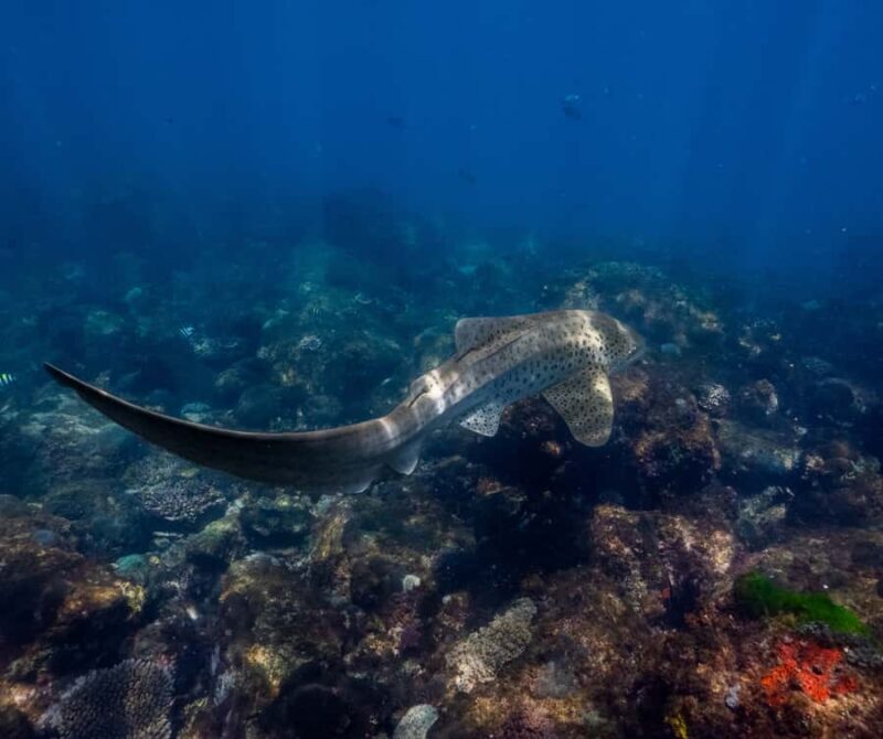 Snorkelling with Turtles at Cook Island Marine Rserve - The Practical Side: What You Need to Know