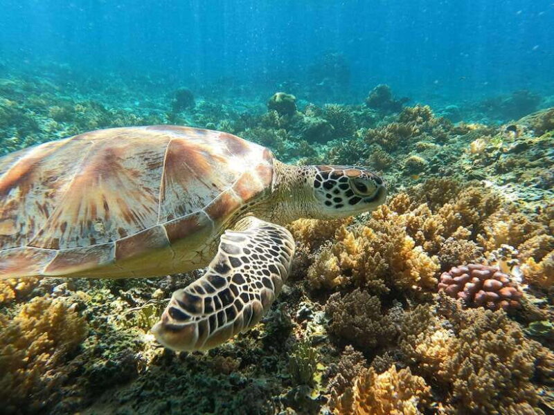 snorkling explore - Key Points