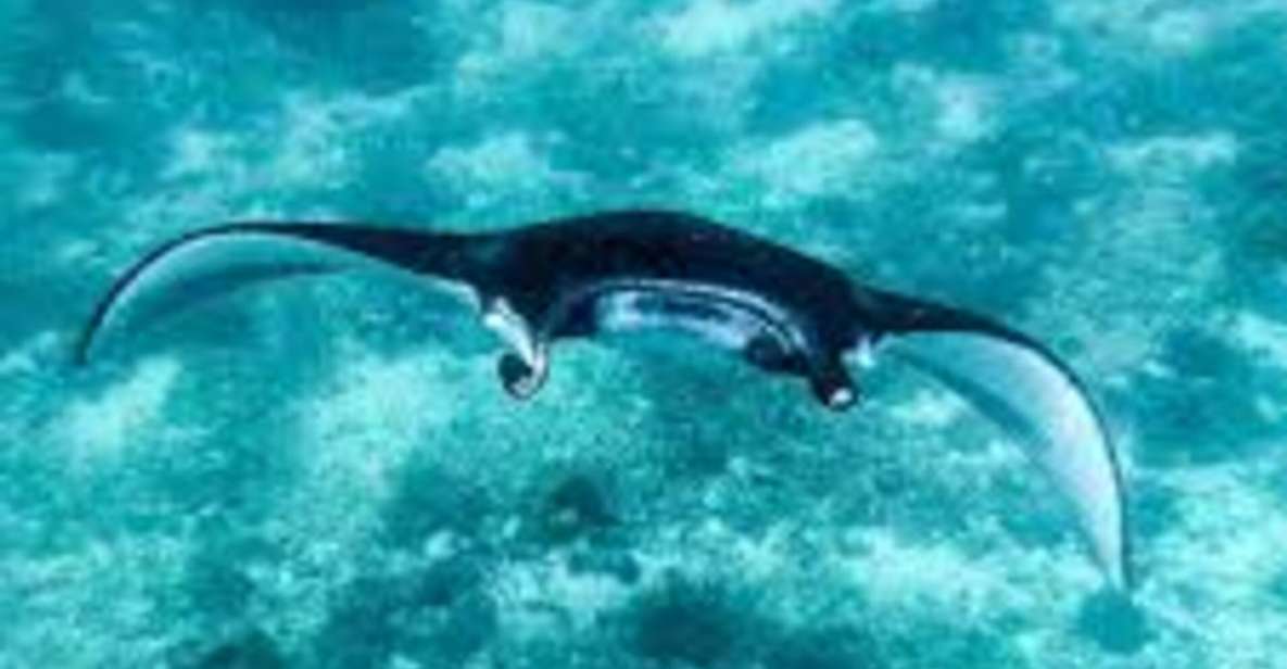 Snorkling & West Day Trip Nusa Penida Island - Snorkeling at Manta Bay