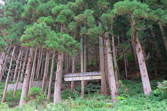 Snow Monkey and Obuse From Nagano - Key Points