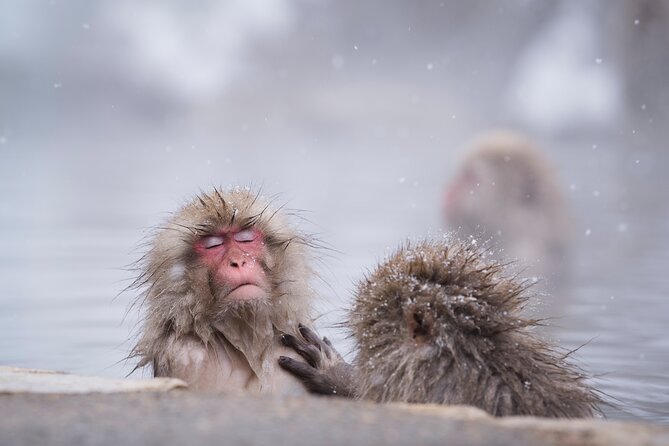 Snow Monkey, Hokusai & Sake: A Perfect Day in Nagano - Scenic Snowy Forest Experience