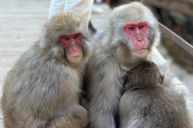 Snow Monkey Nagano or Mt Tsukuba Day Tour by Car English Driver - Included Services
