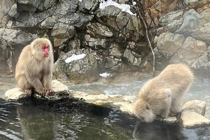 Snow Monkey Nagano or Mt Tsukuba Day Tour by Car English Driver - Accessibility and Convenience