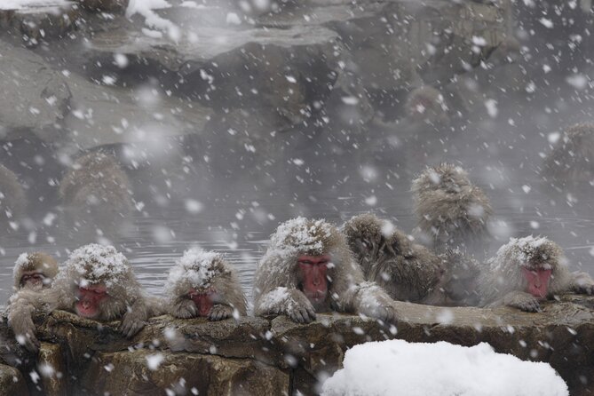 Snow Monkey Park & Miso Production Day Tour From Nagano - Reviews and Feedback