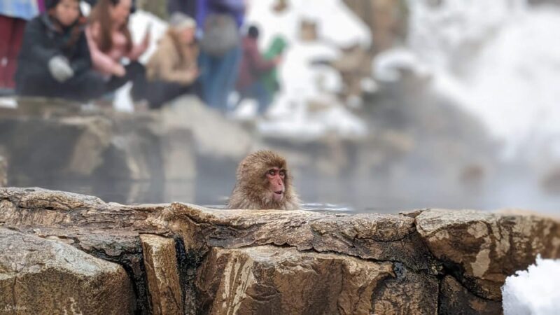 Snow Monkeys, Nagano, Zenkoji Temple & Sake Day Trip - Highlights of the Itinerary