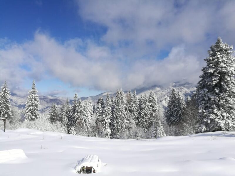 Snowmobile, ATV or Buggy Tour from Bucharest - Key Points