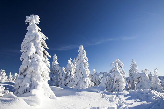 Snowmobile Safari 2h - Key Points