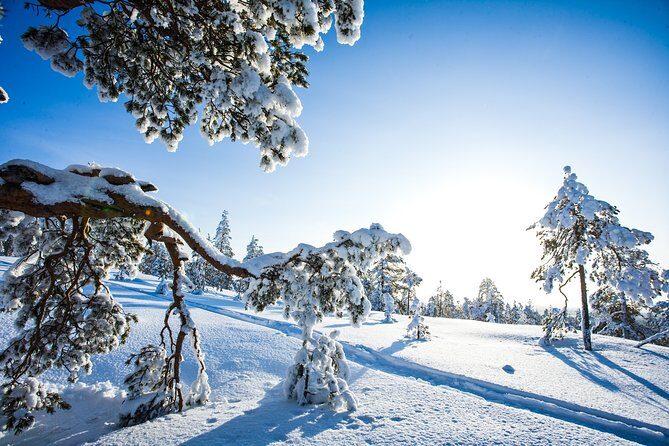 Snowmobile Safari on the Tundra - Authentic Reviews: Voices from the Field