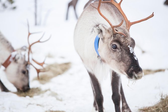 Snowmobile Safari to Lake Inari, Meet & Feed Reindeer, Lunch - Logistics and Accessibility