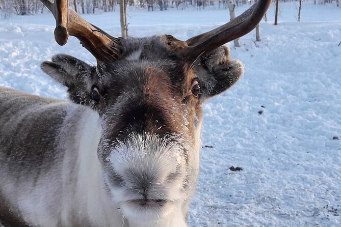 Snowmobile Safari to Lake Inari, Meet & Feed Reindeer, Lunch - Lappish Teepee Lunch