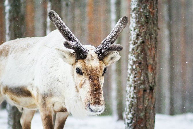 Snowshoe Trip in the Forest - Cancellation and Support Information