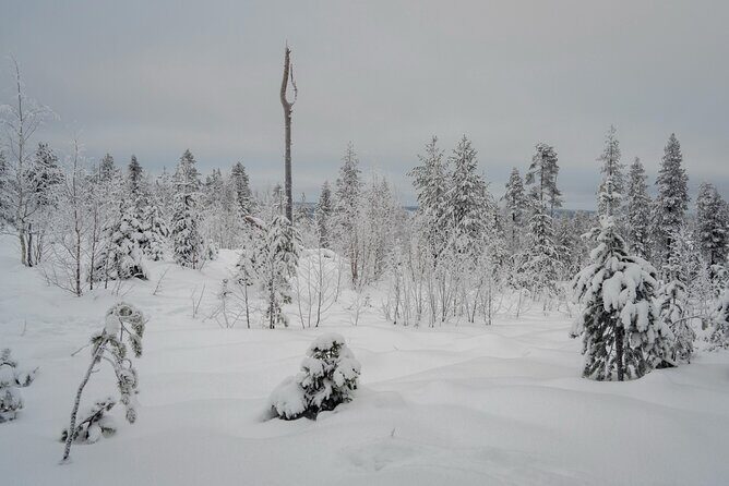 Snowshoeing in Snowy Forest with Local Guide - The Value of This Experience
