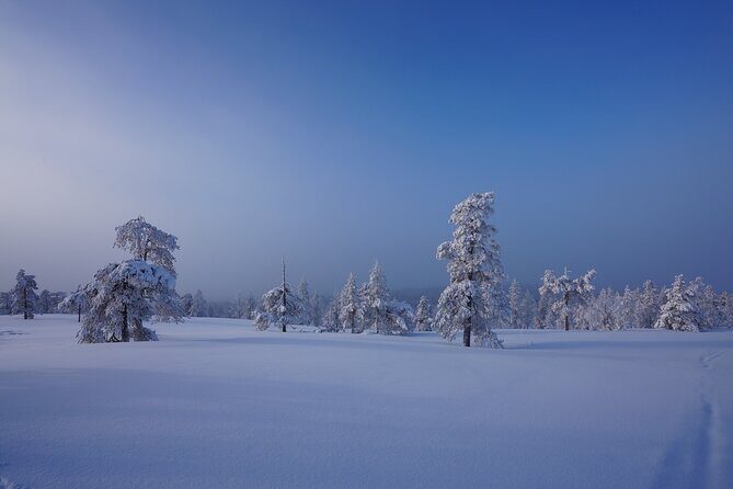 Snowshoeing in Snowy Forest with Local Guide - Who Should Consider This Tour?
