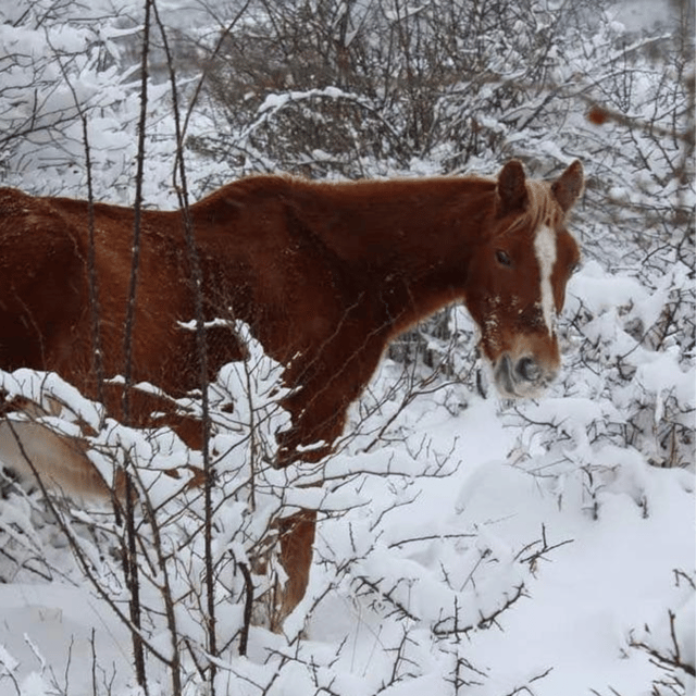 Snowshoeing in the Pollino National Park - About the Pollino National Park