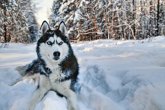 Snowy Trails 10KM Husky Safari From Rovaniemi - Snowy Trails and Photo Opportunities