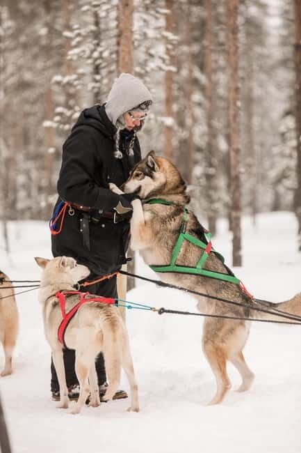 Snowy Trails Husky Safari (5 Km) - Key Points