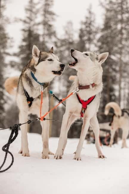 Snowy Trails Husky Safari (5 Km) - An In-Depth Look at the Tour