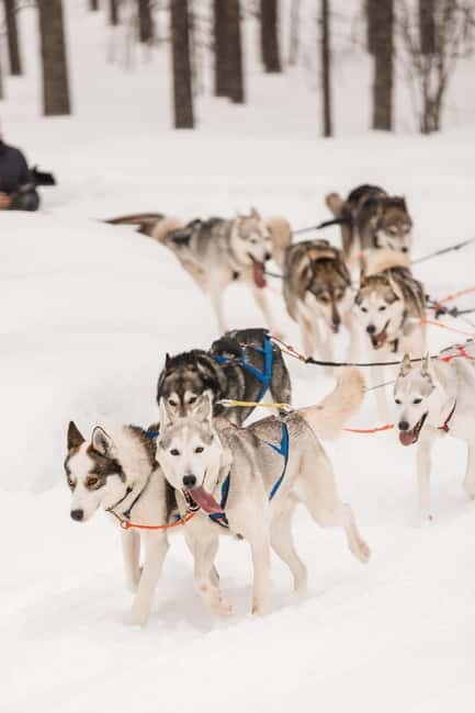Snowy Trails Husky Safari (5 Km) - Who Should Book This Tour?