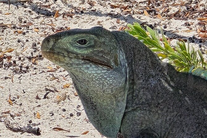 Snuba Adventure at Emerald Reef - An Introduction to Snuba at Emerald Reef