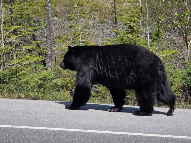 Soak & Explore: Radium Hot Springs and Kootenay Park Tour - FAQ