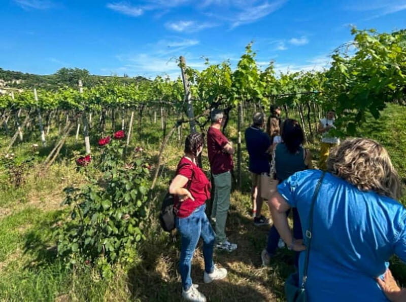 Soave: Wine Tasting and Vineyard Tour in Historical Centre - Final Thoughts