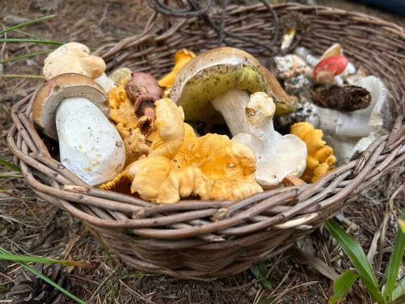 Sofia: Culinary Adventure To The Fungi And Botanical Kingdom - Key Points