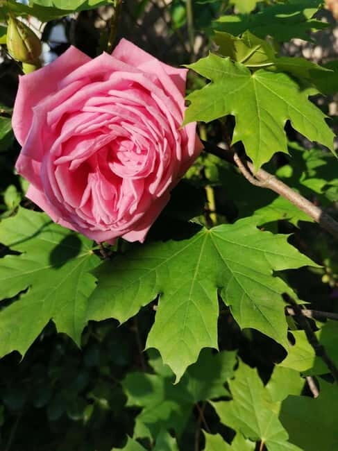 Sofia Kazanluk Rose Valley & Oil Distillery Tour - What’s Included & What’s Not