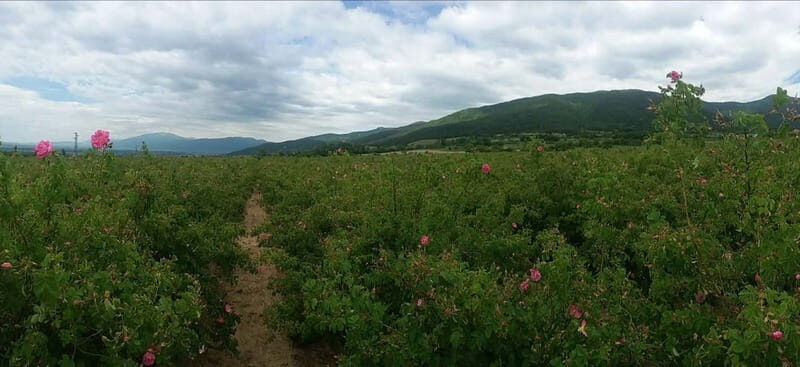 Sofia Kazanluk Rose Valley & Oil Distillery Tour - Authentic Experiences That Stand Out