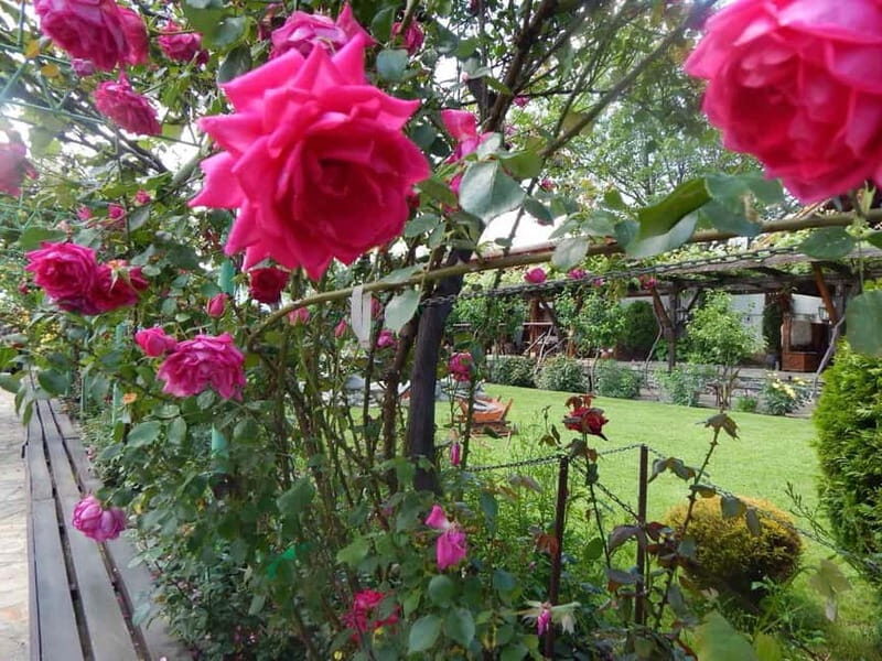 Sofia Kazanluk Rose Valley & Oil Distillery Tour - The Sum Up