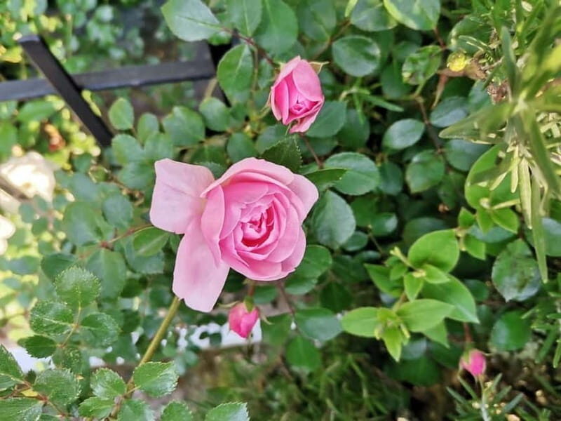 Sofia Kazanluk Rose Valley & Oil Distillery Tour - FAQ