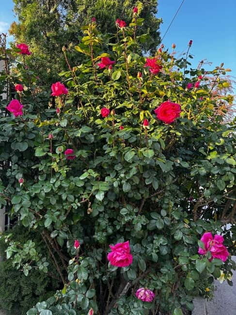 Sofia Kazanluk Rose Valley & Oil Distillery Tour - Key Points