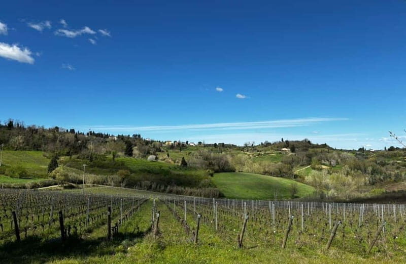 Soiana: Vineyard & Cellar Tour with Wine Tasting near Pisa - Authenticity and Visitor Feedback