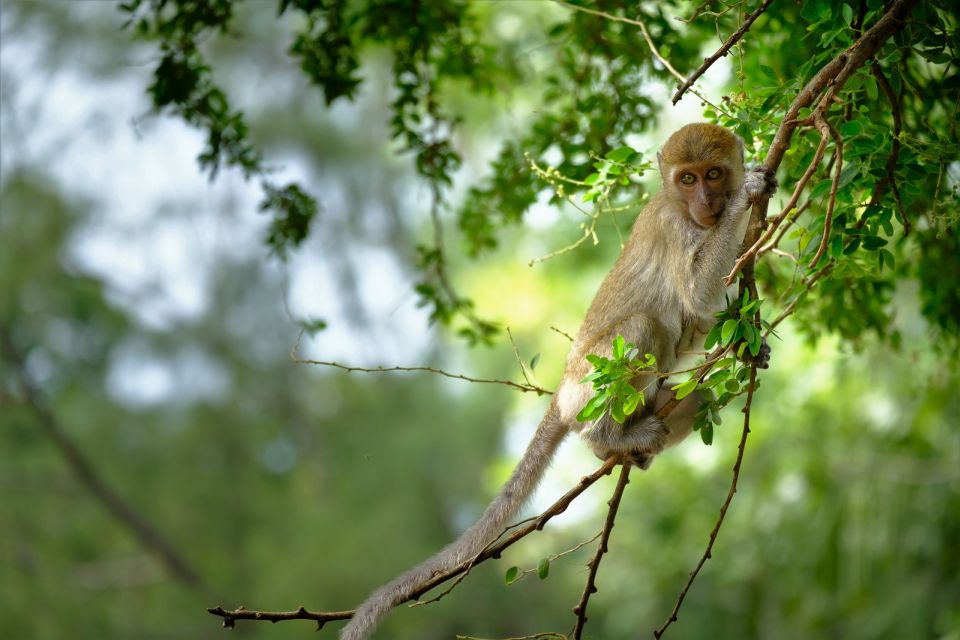 Sok River : Bamboo Raft Ride, Monkey Temple and View Point - Exploring Khao Sok National Park