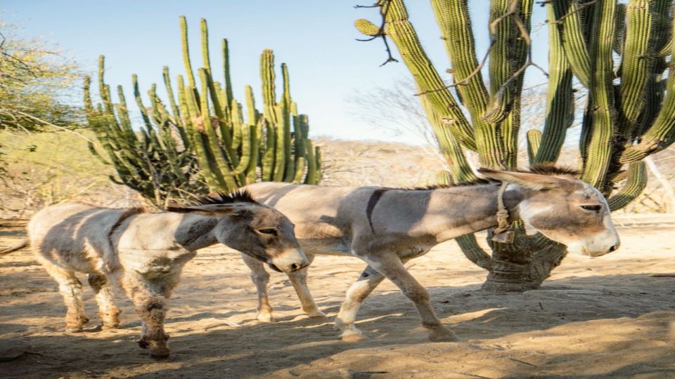 Sol De Mayo Oasis: Explore Natural Springs and Charming Town - Activity Details