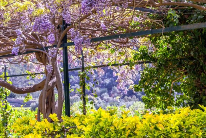 Sóller: Alfabia Gardens Entrance Ticket - Free Cancellation and Refund Policy