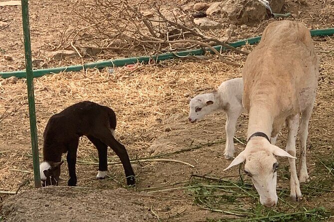 Soller Valley Private Tour and Walking in Orange Paradise - Visiting the Orange Farm at Ecovinyassa
