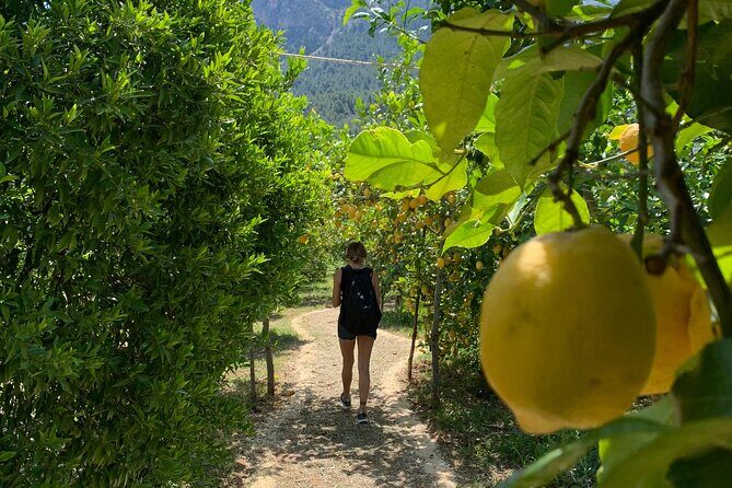 Soller Valley Private Tour and Walking in Orange Paradise - What’s Unique About This Tour?