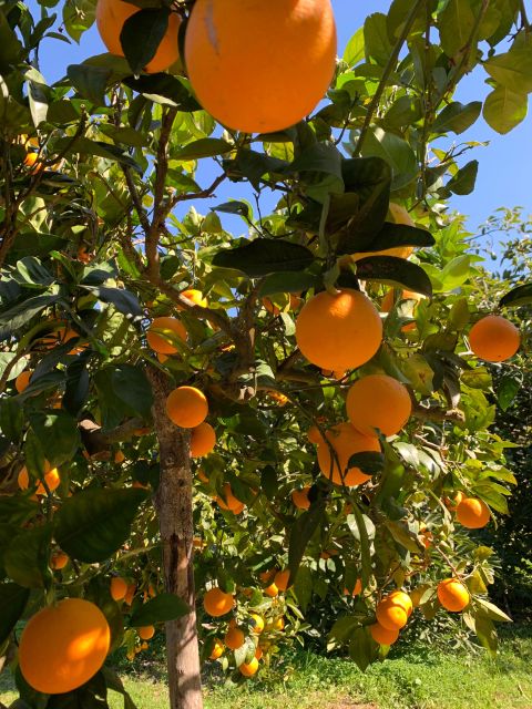 Soller Valley Walk: Small Villages and Citrus Farm Visit - Recommendations