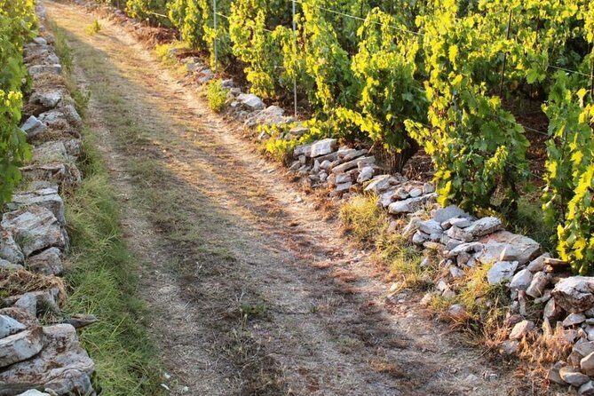 Solta Island: Self-Guided Bike Tour from Split - Why Choose This Bike Tour?