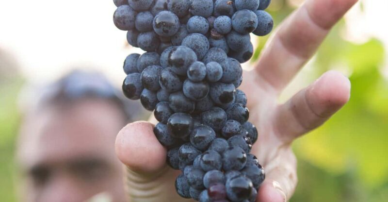 Solvang: Santa Ynez Valley Wine Tours w/ Lunch & Tastings - What to Expect from the Santa Ynez Valley Wine Tour