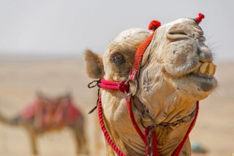 Soma Bay: Desert Stargazing Jeep Adventure With BBQ Dinner - Transportation and Pickup