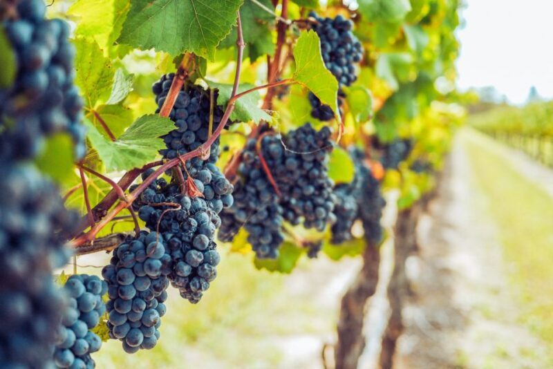 Sonoma County: Tasting Pass (Choose 1, 2, or 90 Days) - The Sum Up