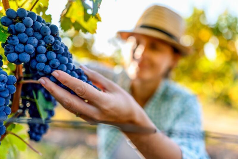 Sonoma County: Tasting Pass (Choose 1, 2, or 90 Days) - FAQ