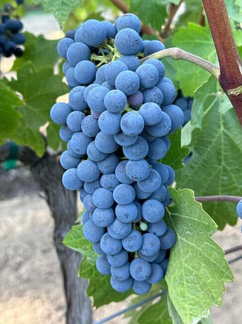 Sonoma: Sonoma Plaza Walking Tour - Key Points