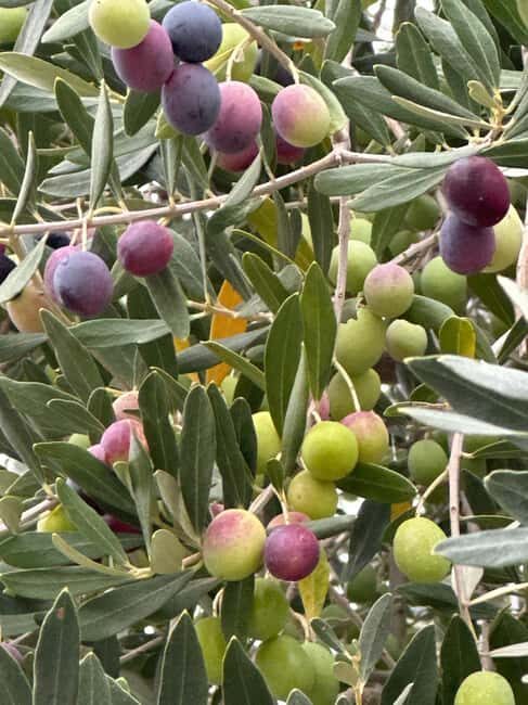 Sonoma: Sonoma Plaza Walking Tour - Who Should Book This Tour?