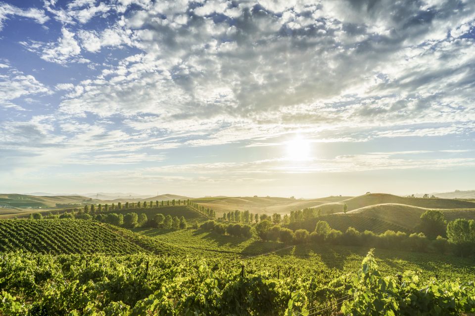 Sonoma Valley: Guided Winery Tour With Picnic Lunch - Included Services